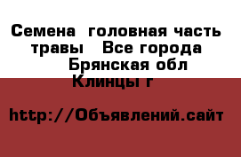 Семена (головная часть))) травы - Все города  »    . Брянская обл.,Клинцы г.